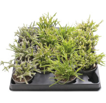 Rhipsalis cactussen in een zaaitray