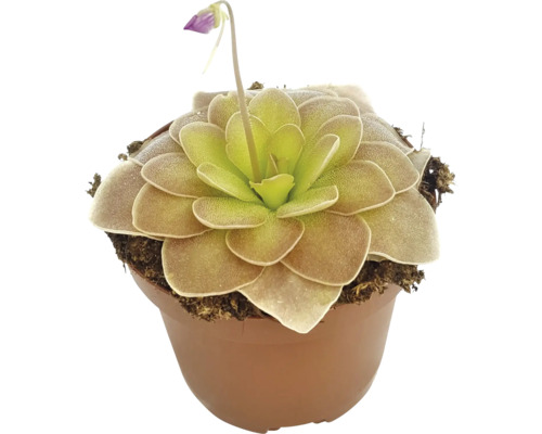 Vetblad plant in pot met bloem