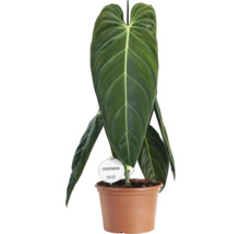 Philodendron in een plantenbak