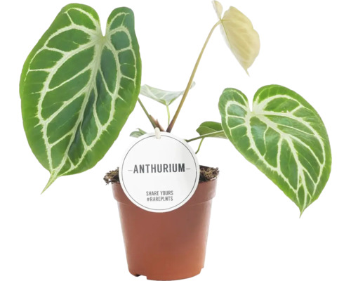 Anthurium kamerplant in pot