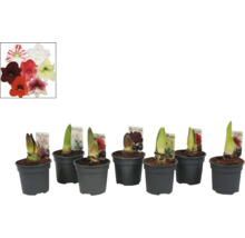 Amaryllis bloembollen in potten met verschillende kleuren bloemen