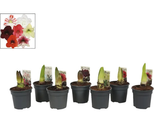 Amaryllis bloembollen in potten met verschillende kleuren bloemen