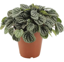 Peperomia Diverse kamerplant in pot