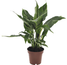 Lepelplant in pot