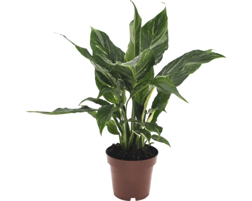 Lepelplant in pot
