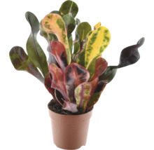 Kroton kamerplant in pot