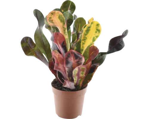 Kroton kamerplant in pot