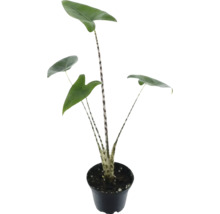Zebra pijlwortel in pot
