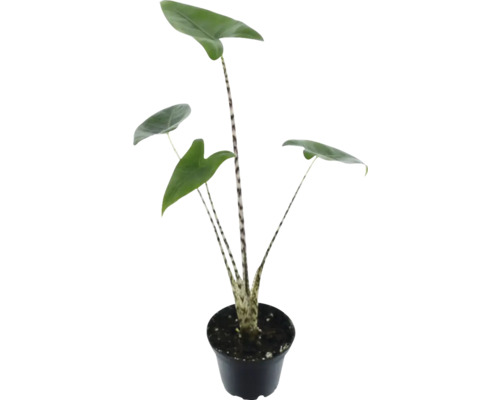 Zebra pijlwortel in pot
