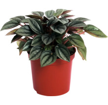 Peperplant in een pot