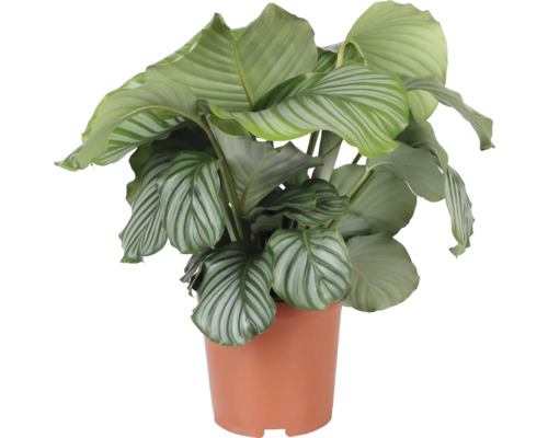 Calathea kamerplant in pot