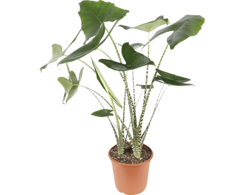 Alocasia kamerplant in pot