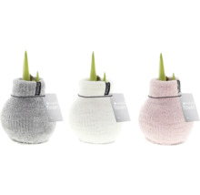 Drie amaryllisplanten in gebreide vazen