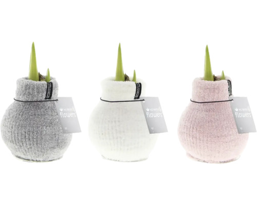 Drie amaryllisplanten in gebreide vazen