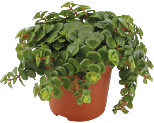 Peperomia rotundifolia in een pot