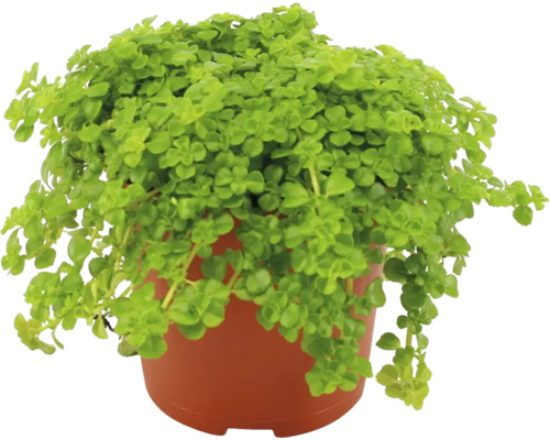 Plectranthus in pot