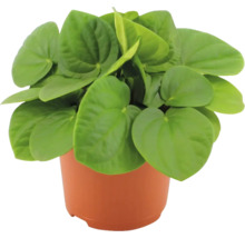 Peperomia in een pot