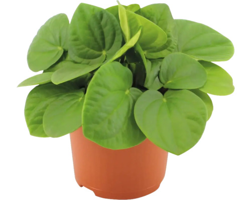 Peperomia in een pot