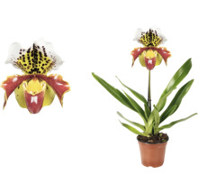 Venusschoentje orchidee in een pot, close-up van een bloem