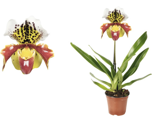 Venusschoentje orchidee in een pot, close-up van een bloem