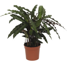 Planten in pot
