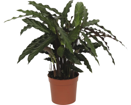 Planten in pot