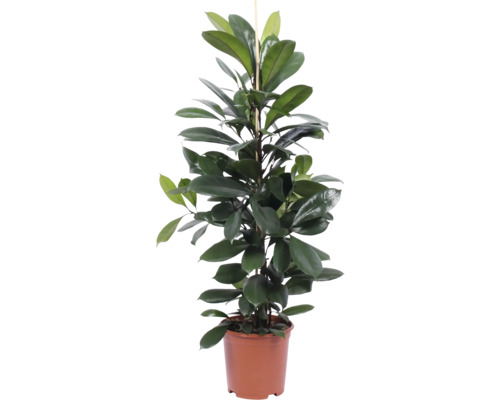 Kamerplant in een pot met steunstok