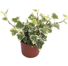 Klimop in pot