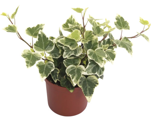 Klimop in pot