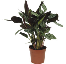 Gebedsplant in pot
