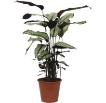 Calathea kamerplant in pot
