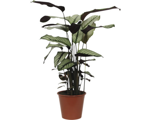 FLORASELF Calathea whitestar Ø14 cm H45-50 cm