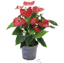Anthurium plant met rode bloemen in pot
