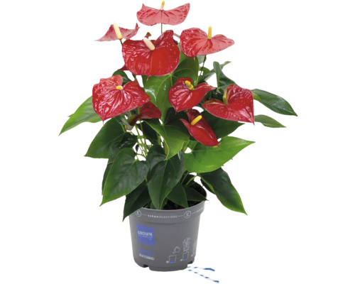 Anthurium plant met rode bloemen in pot