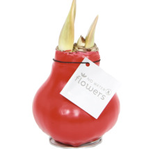Amaryllis bloembol in rode waslaag met No Water Flowers logo