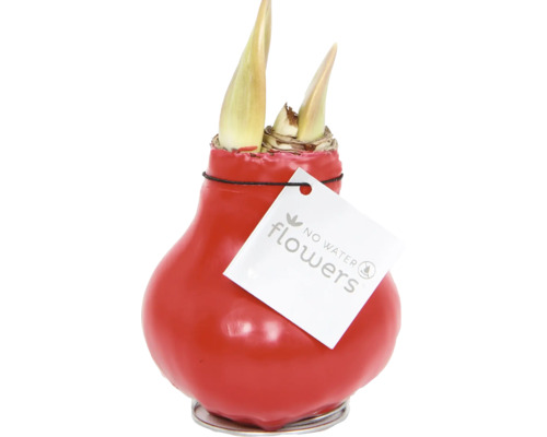 Amaryllis bloembol in rode waslaag met No Water Flowers logo