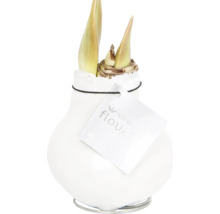 Amaryllis bloembol in keramische pot met metalen voet