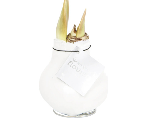 Amaryllis bloembol in keramische pot met metalen voet