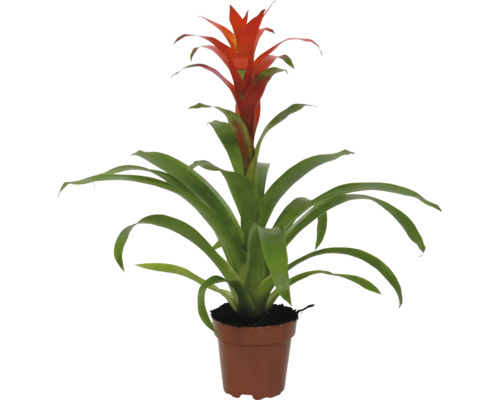 Guzmania kamerplant in pot