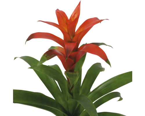 Bromelia kamerplant met rode bloemen en groene bladeren.
