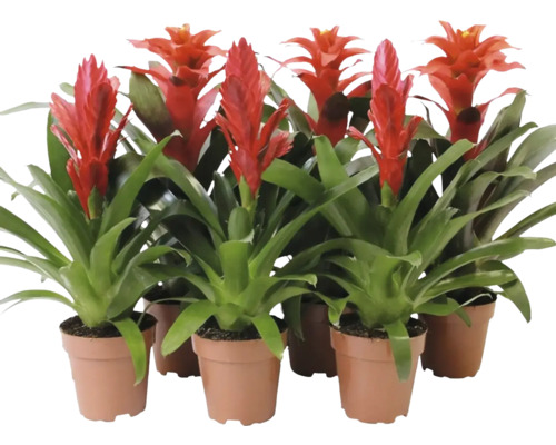 Meerdere bromelia planten in potten met rode bloeiwijzen