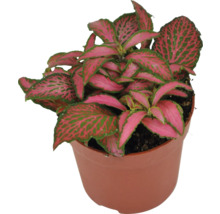 Fittonia kamerplant in pot