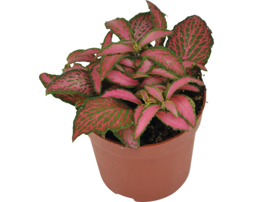 Fittonia kamerplant in pot