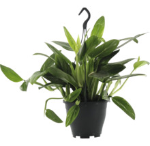 Hangplant met groene bladeren in pot