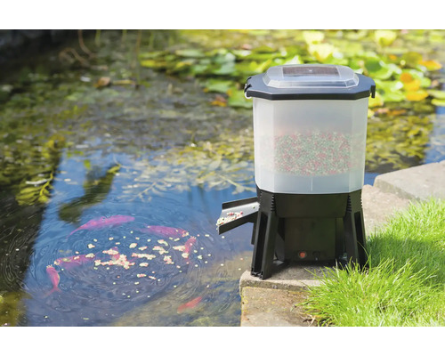 Automatische visvoerautomaat aan de vijver met vissen die het voer eten