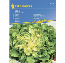 Kiepenkerl Eros andijvie zadenpakket