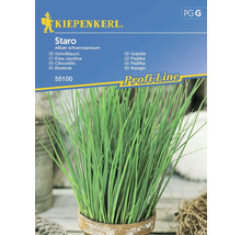 KIEPENKERL Kruidenzaden Bieslook Staro 100 st.