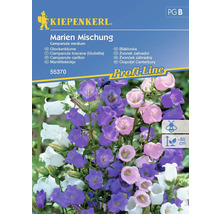 KIEPENKERL Bloemenzaden Campanula Marien Mix 50 st.