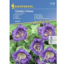 KIEPENKERL Bloemenzaden Klokwinde Violette Cobaea 10 st.