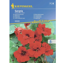 Kiepenkerl Oost-Indische kers Sangria zadenpakket